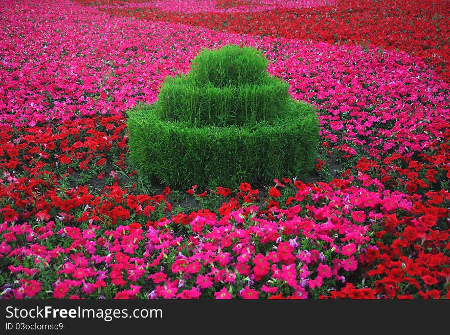 Flower in the garden.