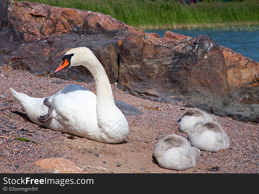 Swan with three baby birds having a rest