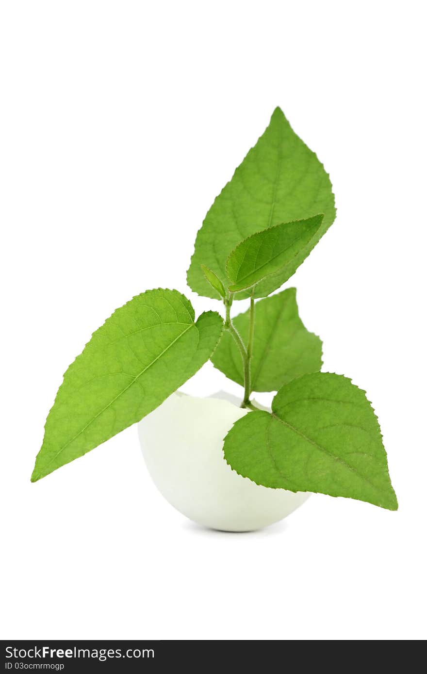 Young Green Plant In An Eggshell