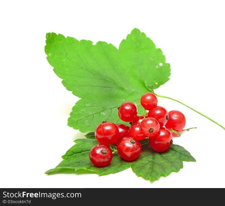 Red Currant close up