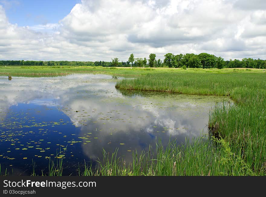 Waterlilies And Reflecting Clouds