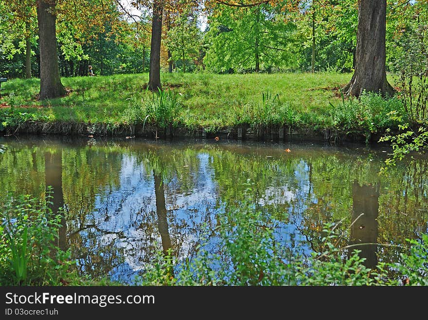 Trees in the river