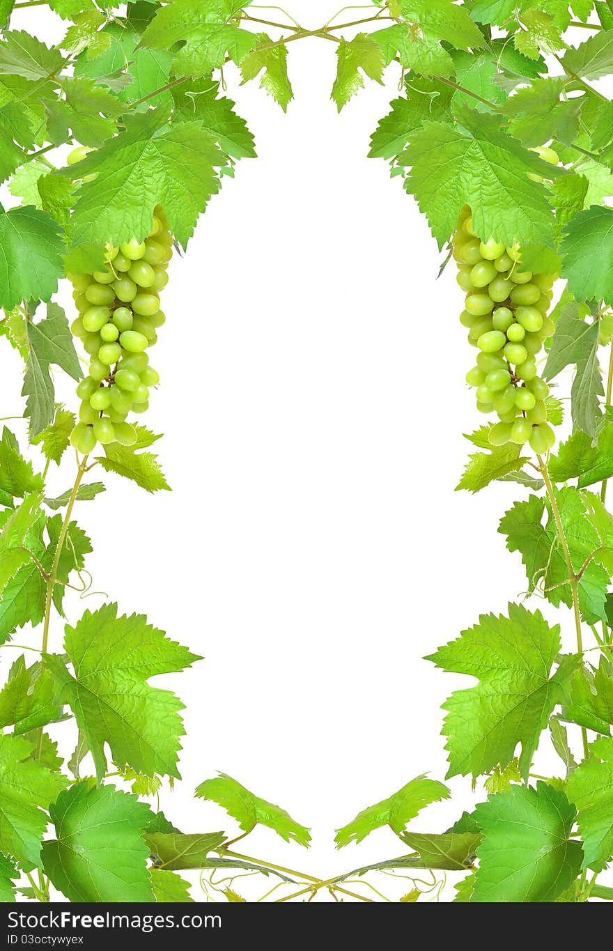 Border of fresh grapevine with ripe grapes