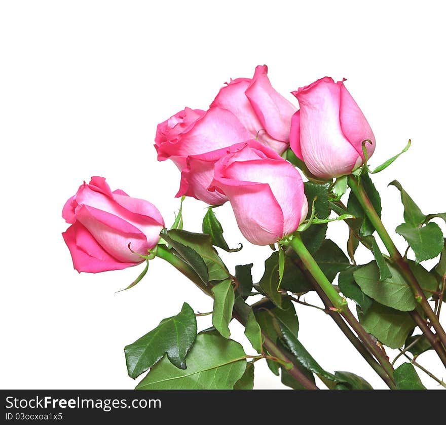 Pink roses bouquet on white