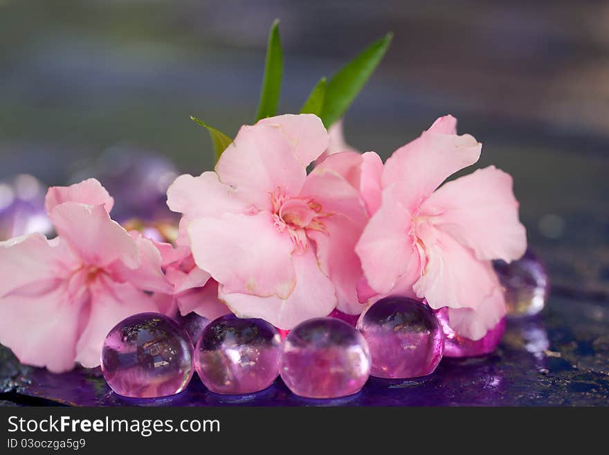 Pink flowers on the rainy table