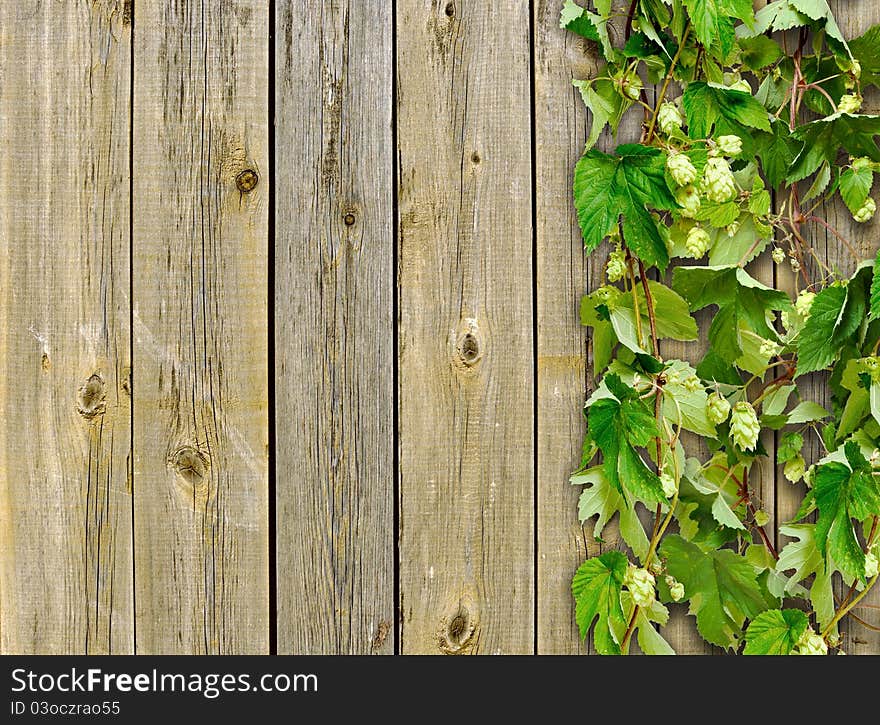 A old wooden fence and a climber plant hop