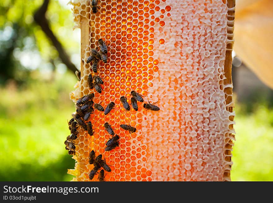 Worker bees on honeycomb outdoors