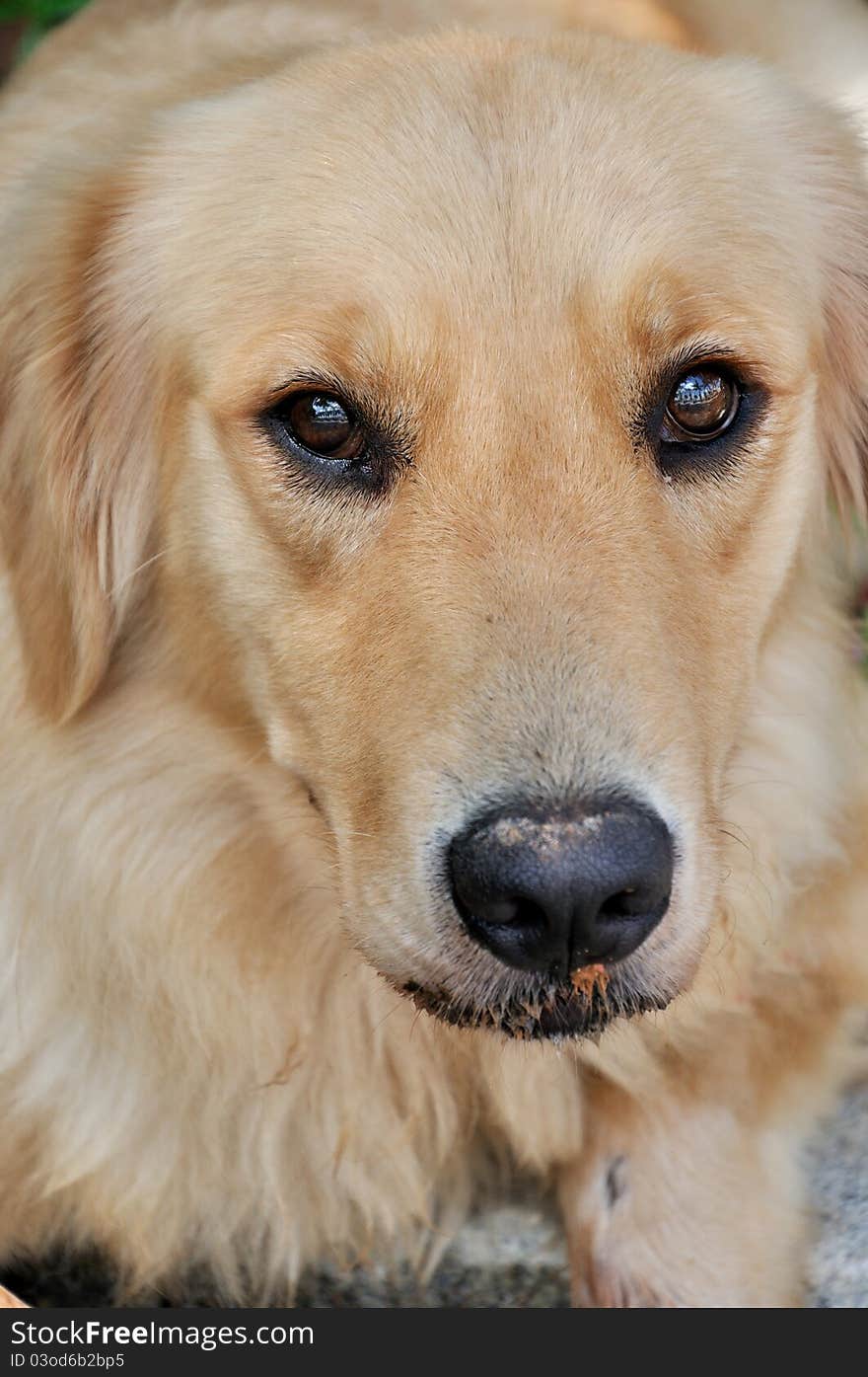 A beautiful golden retriever dog, with golden color fur and bright eyes. A beautiful golden retriever dog, with golden color fur and bright eyes.