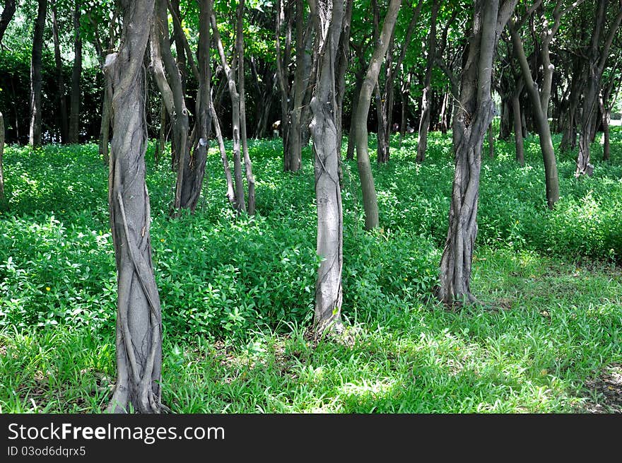 Elm trees and meadow under sun lighting