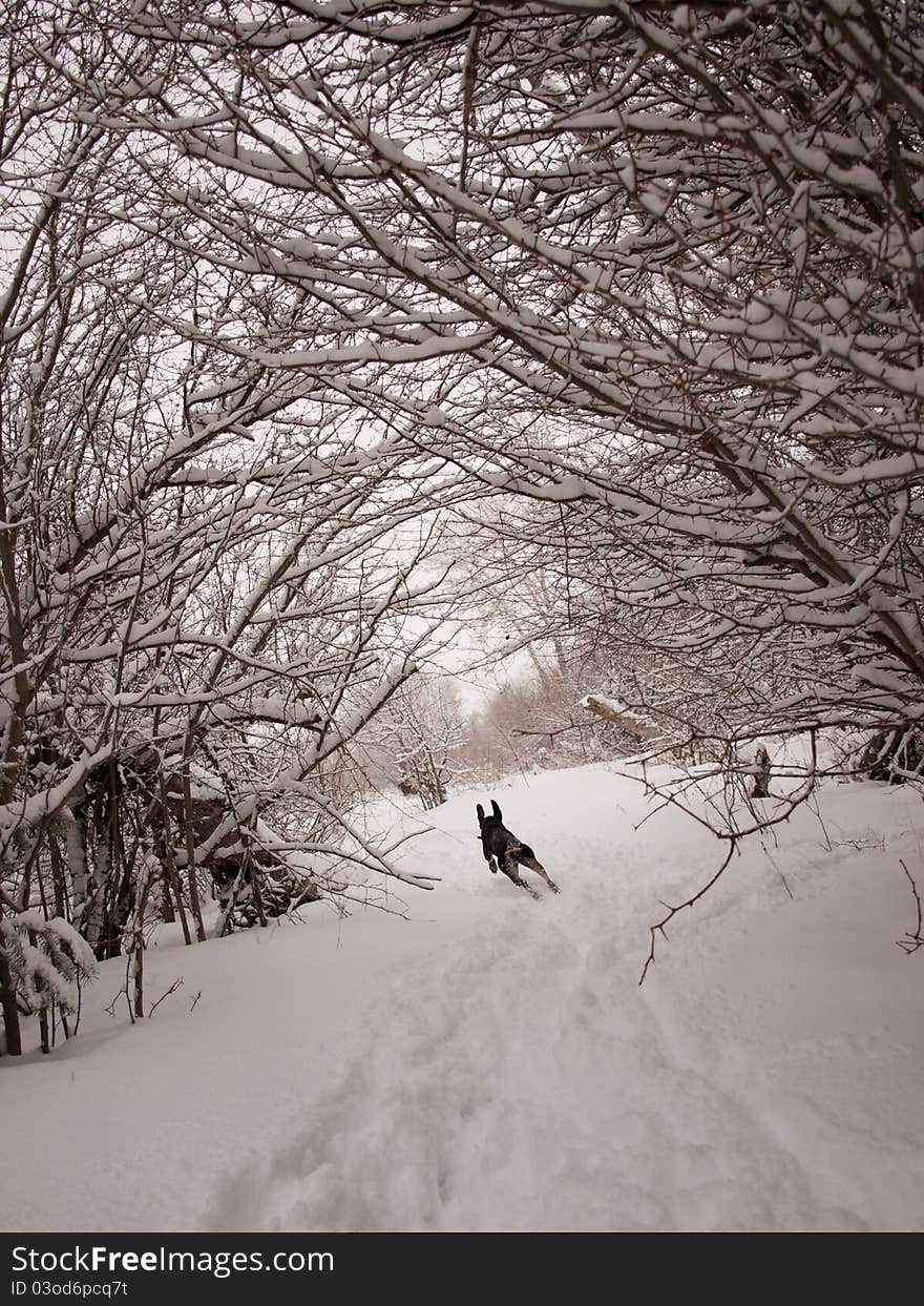 Hound dog running in the snow. Hound dog running in the snow