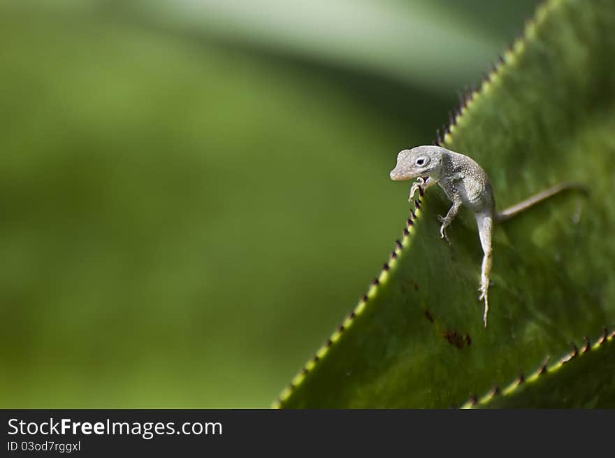 Lizard sitting on a leaf