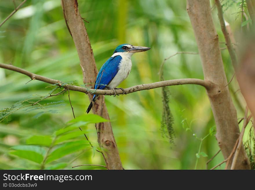 Collared Kingfisher (Halcyon Chloris)