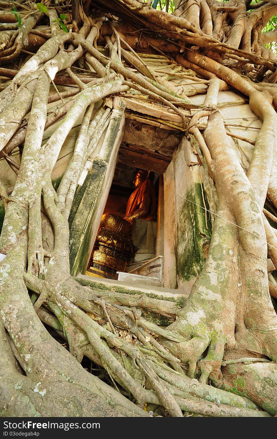 Root of the tree absorbing the ruins of the Temple in thailand