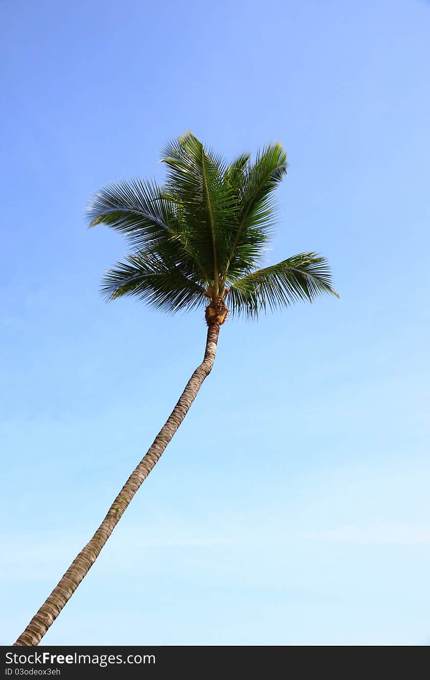 Top of coconut in blue sky. Top of coconut in blue sky.