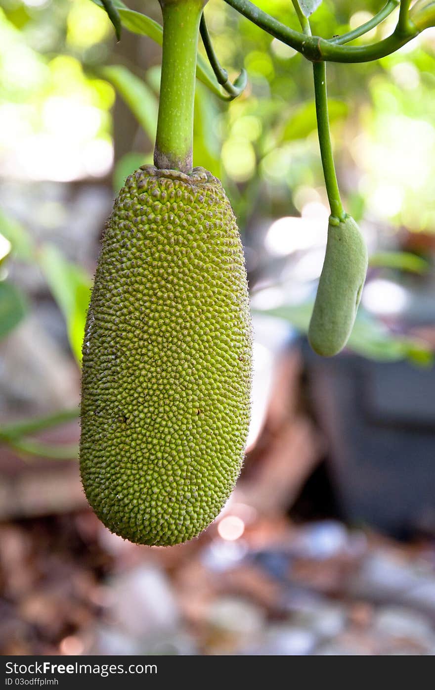 Jackfruit hanging on the tree. Jackfruit hanging on the tree