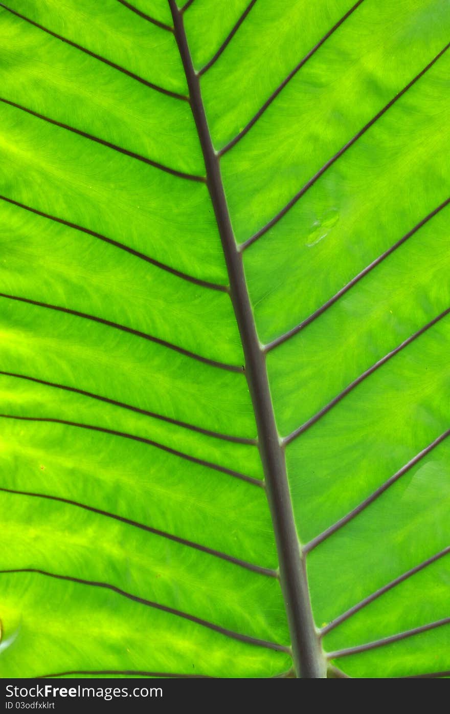 A shot from underneath a bright green giant taro, or elephant ear. A shot from underneath a bright green giant taro, or elephant ear