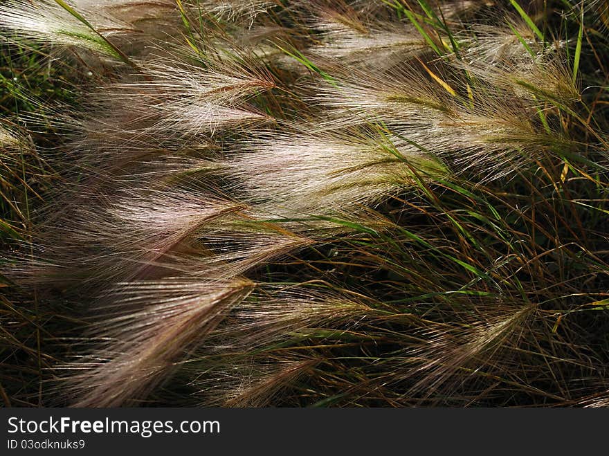 Foxtail Barley (Hordeum jubatum)