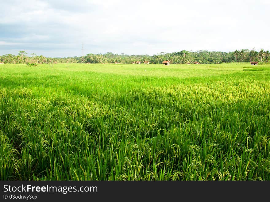 Greenish paddy field