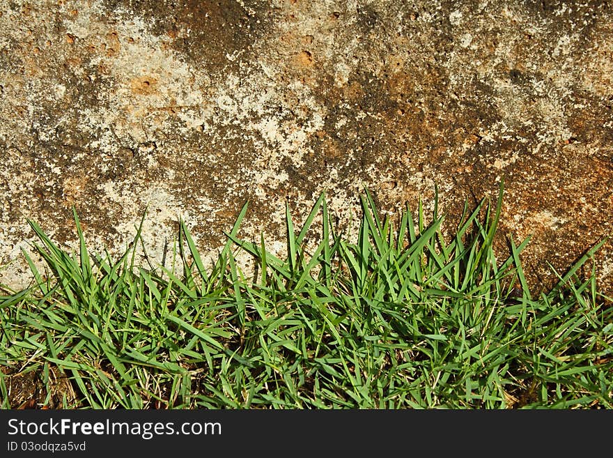 Green grass and concrete wall