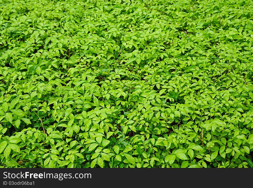 Fresh green leaf with water