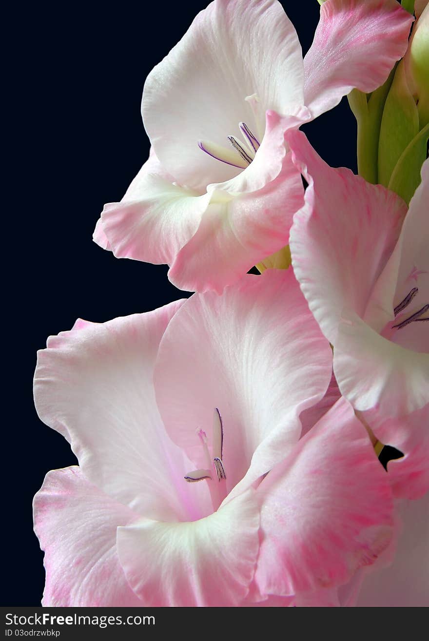 Pink Gladiolus