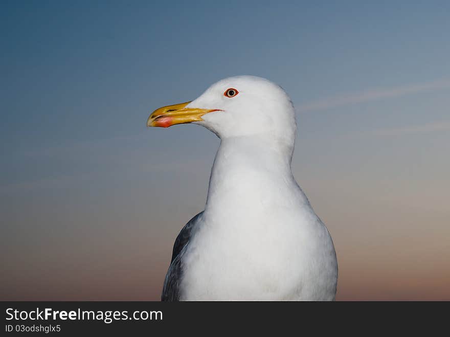 Seagull portrait