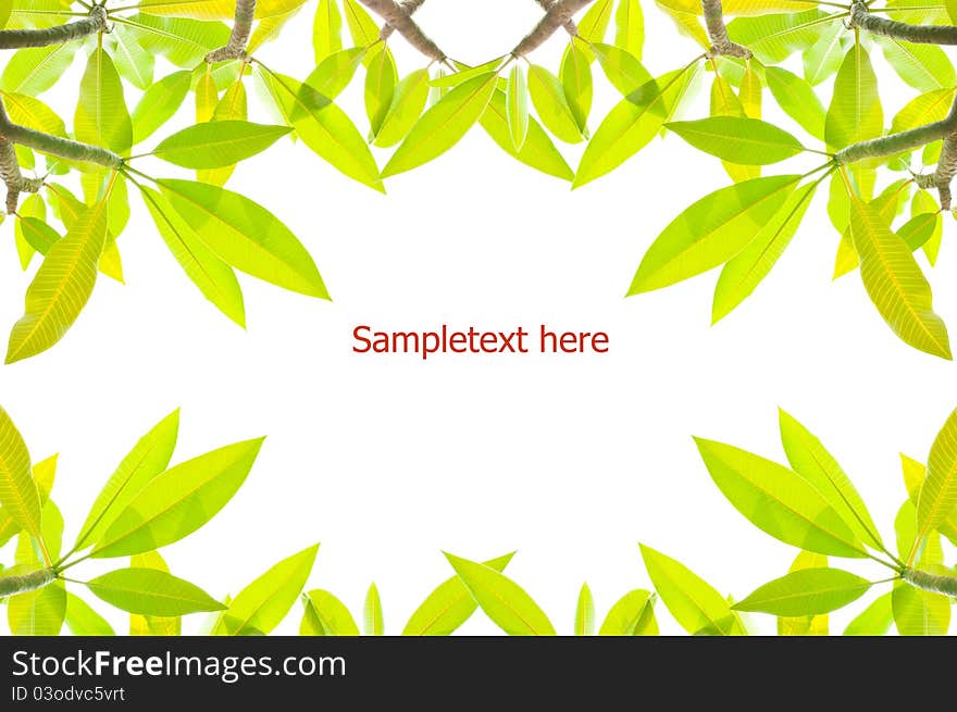 Pattern of Green leaves on white background as a greeting card