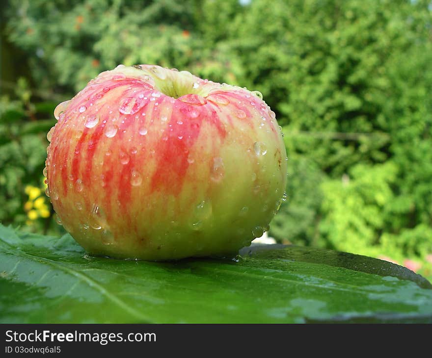 Wet Apple (grushovka) On Green Background