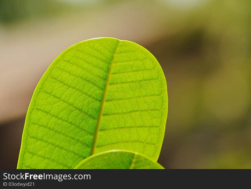 Green leaf texture