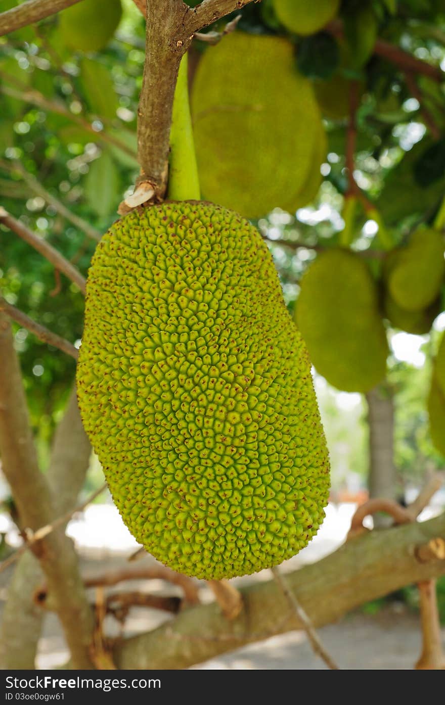 Image of jackfruit on the tree. Image of jackfruit on the tree