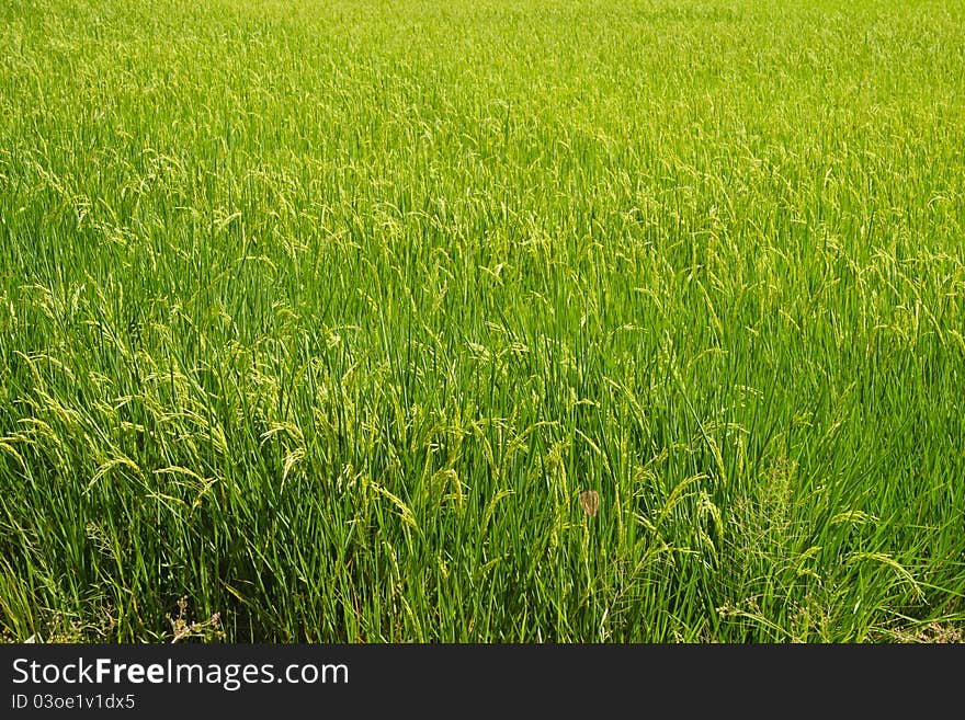 Rice fields