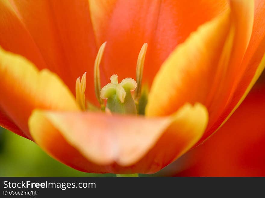 Close up the tulip flower