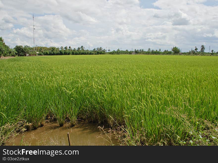 Rice fields