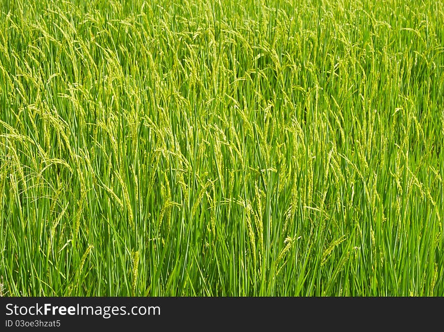 Rice fields