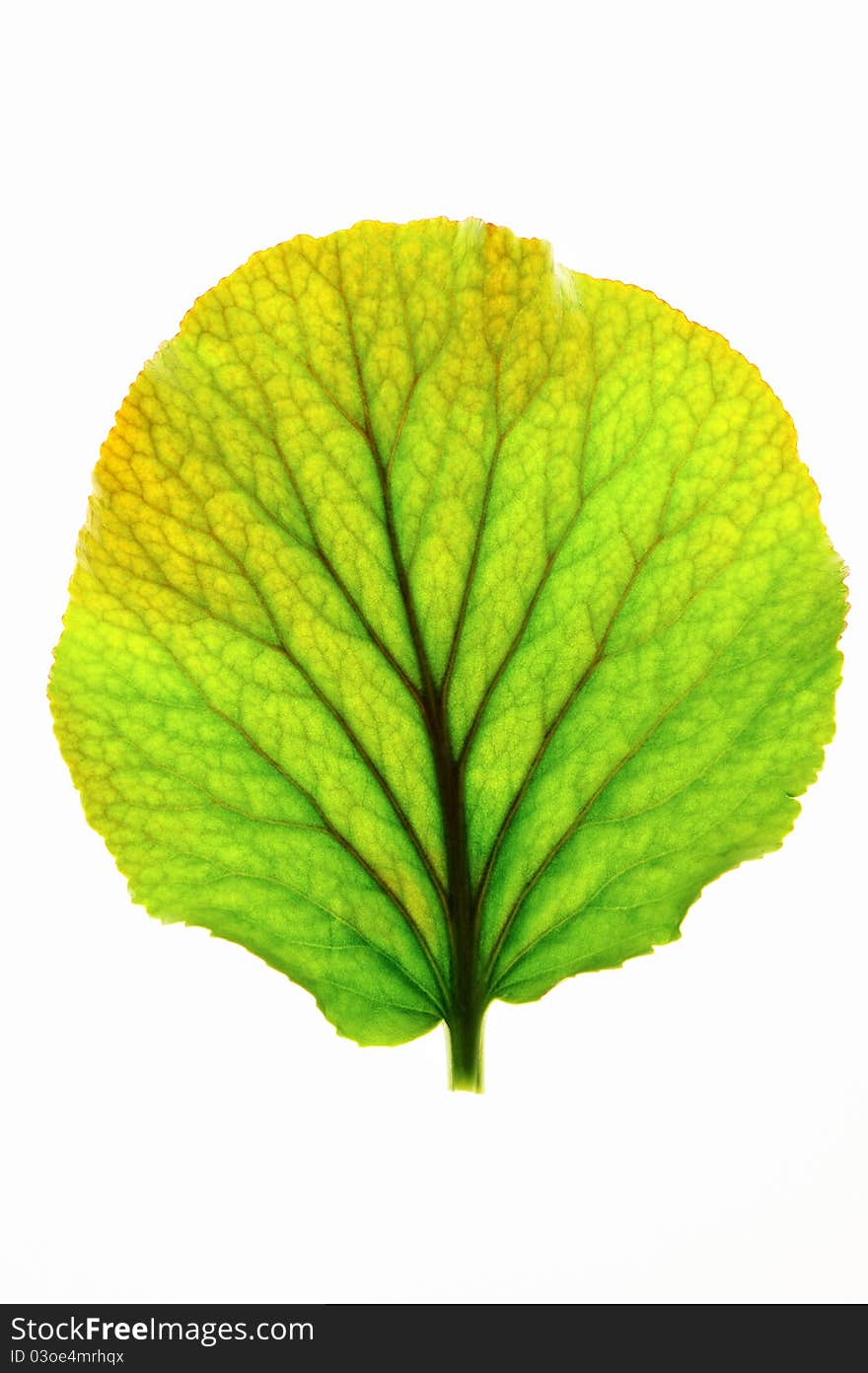 Green leaf with dark streaks on the white background. Green leaf with dark streaks on the white background