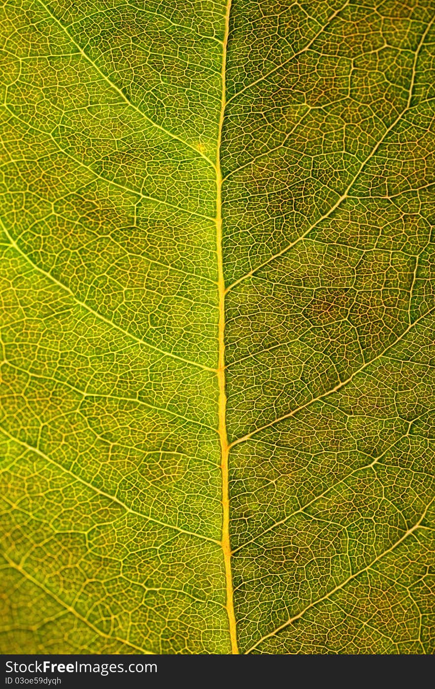 Structure Of Leaf