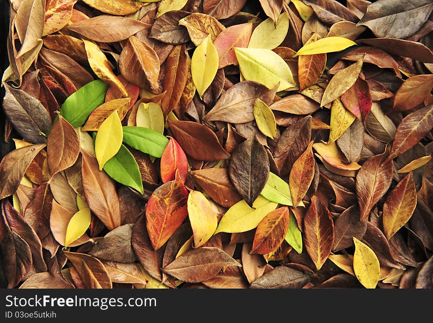 Colorful fall leaves altogether, indicating seasonal changes. Colorful fall leaves altogether, indicating seasonal changes