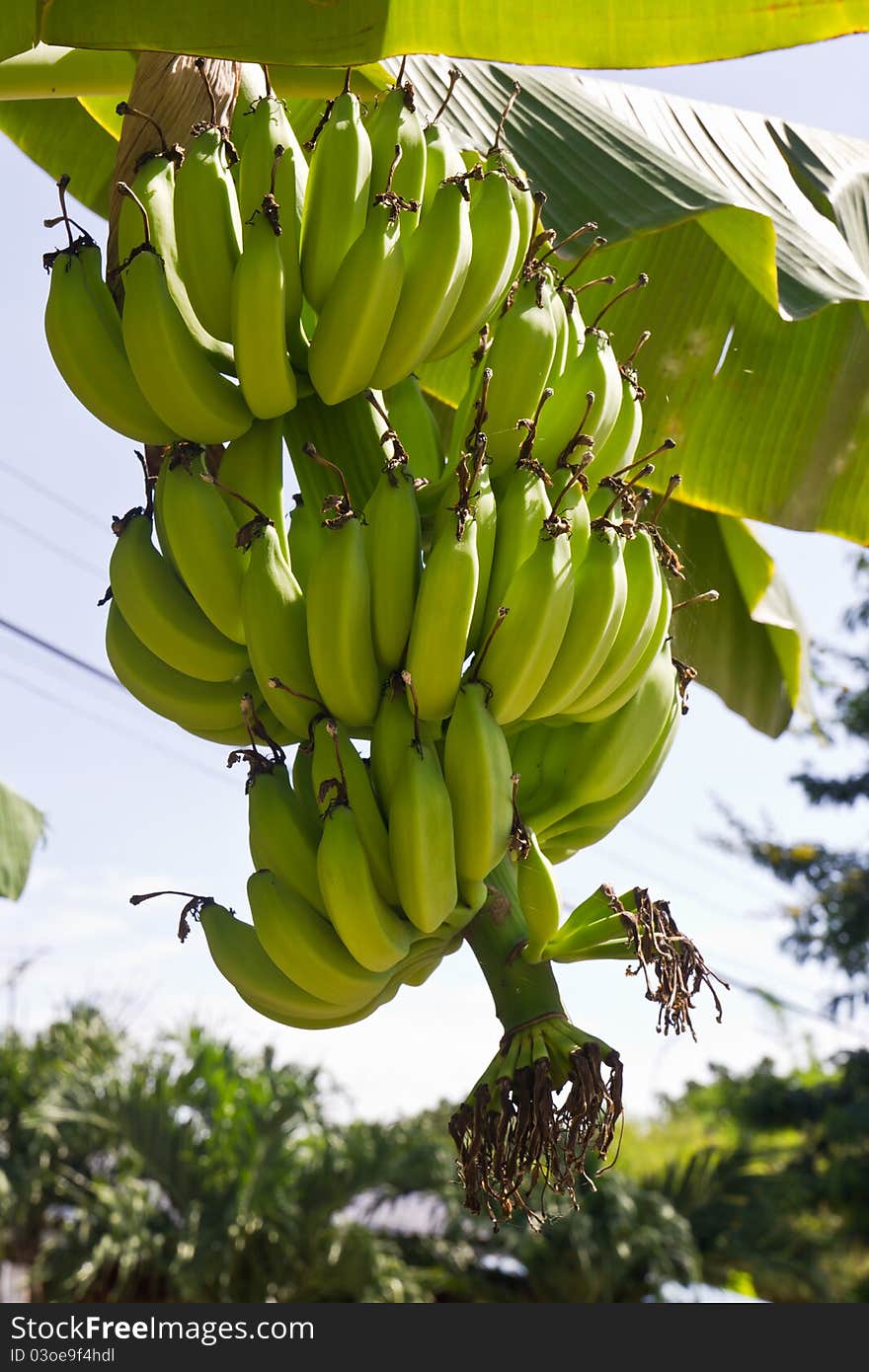 Green young bananas