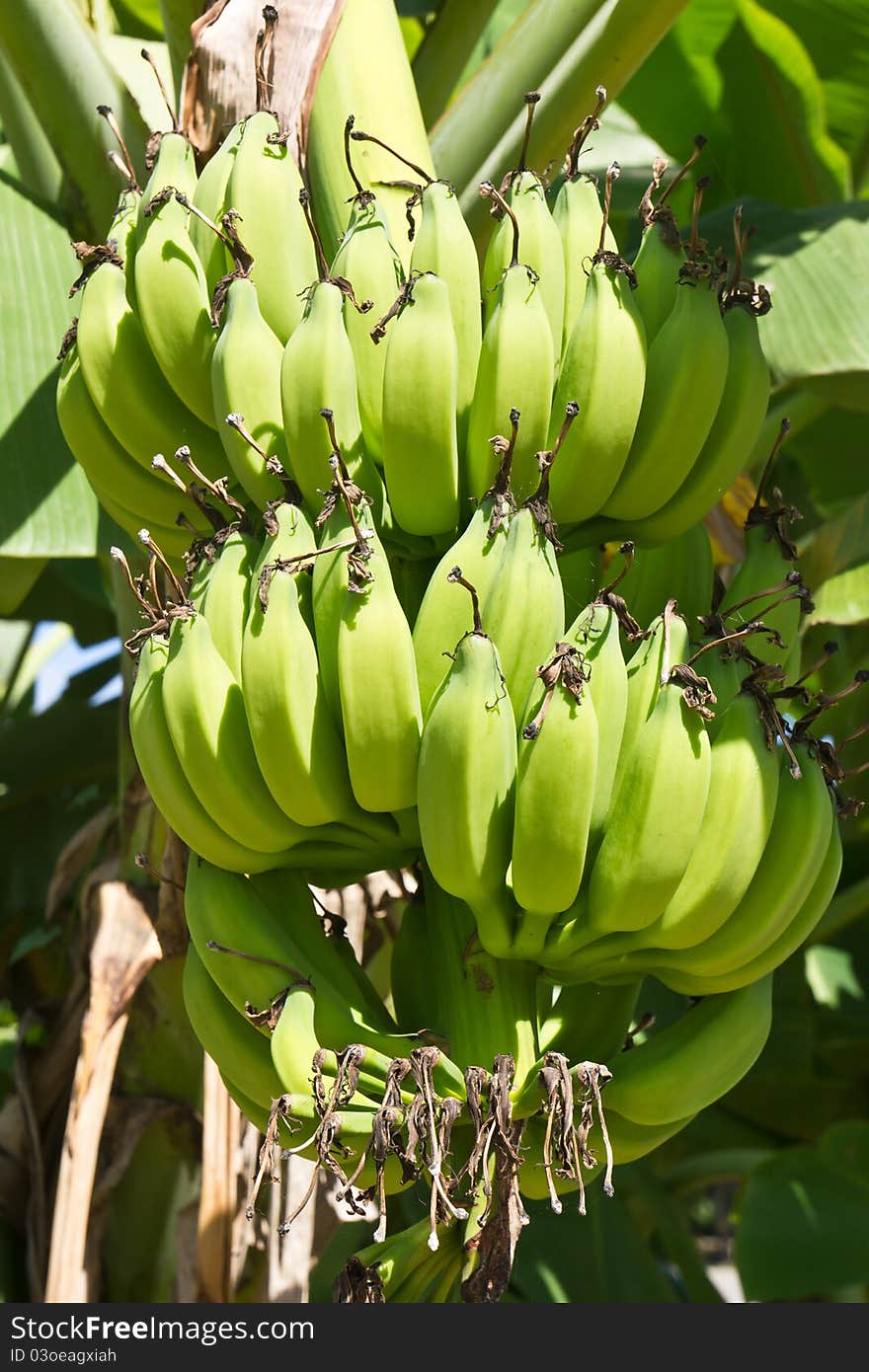 Green young bananas