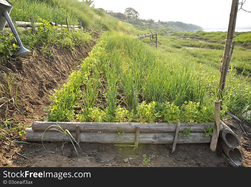 Plots planted with onions, coriander. Farming. The rural areas. Plots planted with onions, coriander. Farming. The rural areas.