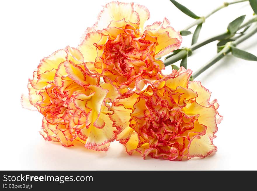 Carnation bouquet flowers on a white background. Carnation bouquet flowers on a white background