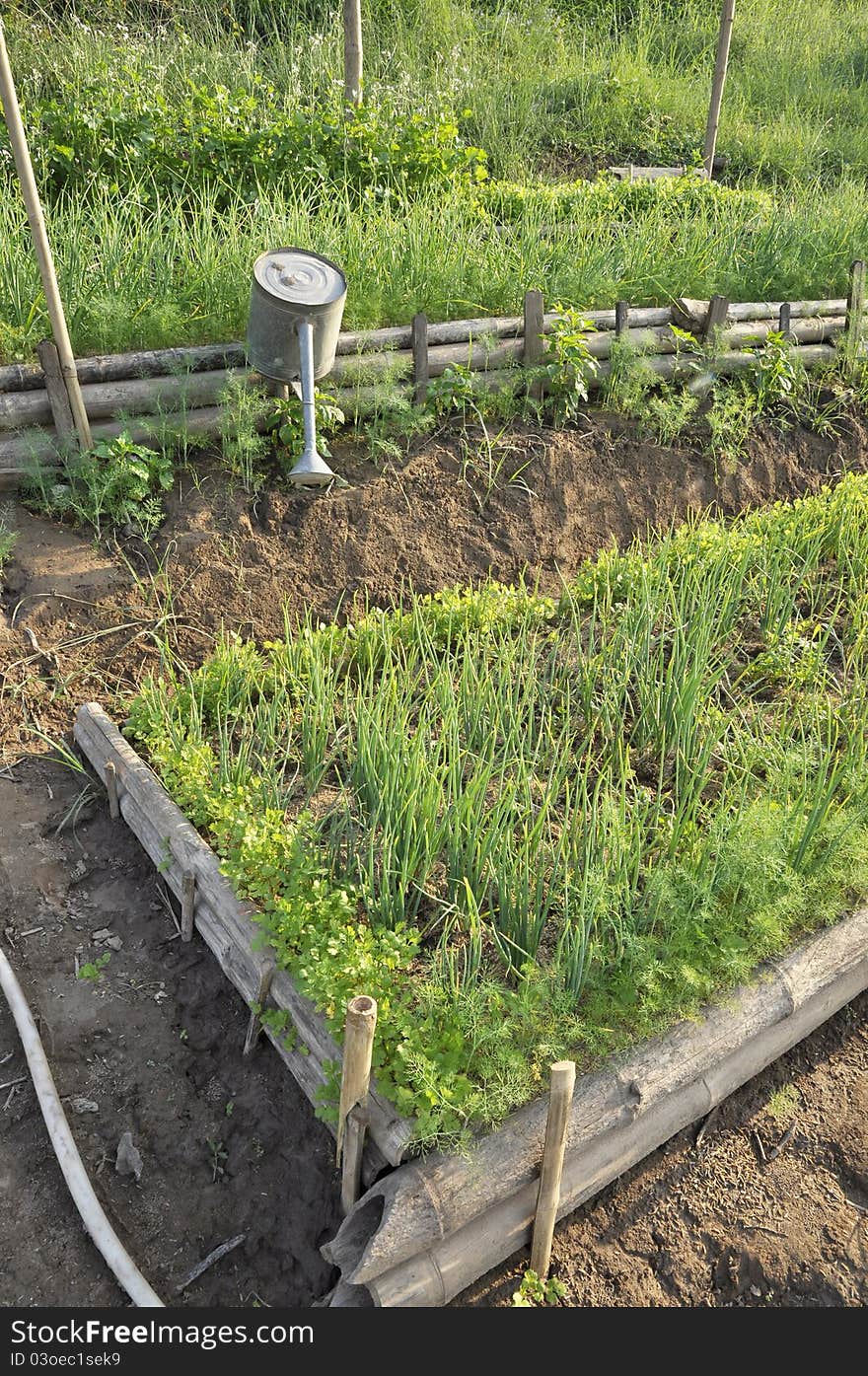 Plots planted with onions, coriander. Farming. The rural areas. Plots planted with onions, coriander. Farming. The rural areas.