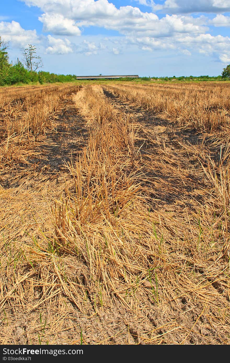 Burm rice fields after harvest