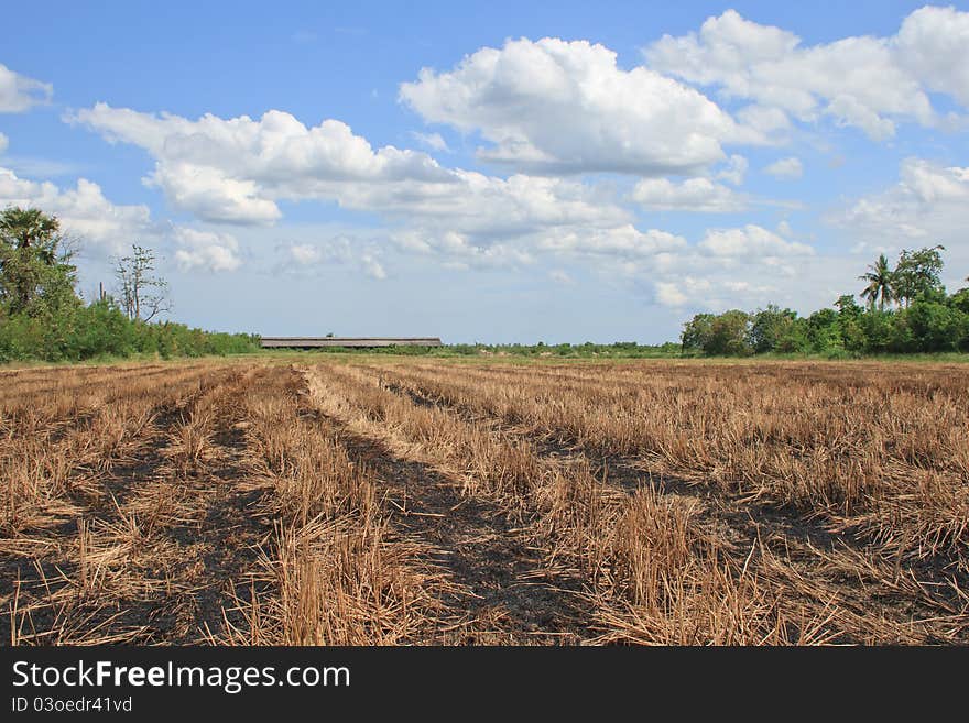 Burn rice fields after harvest. Burn rice fields after harvest