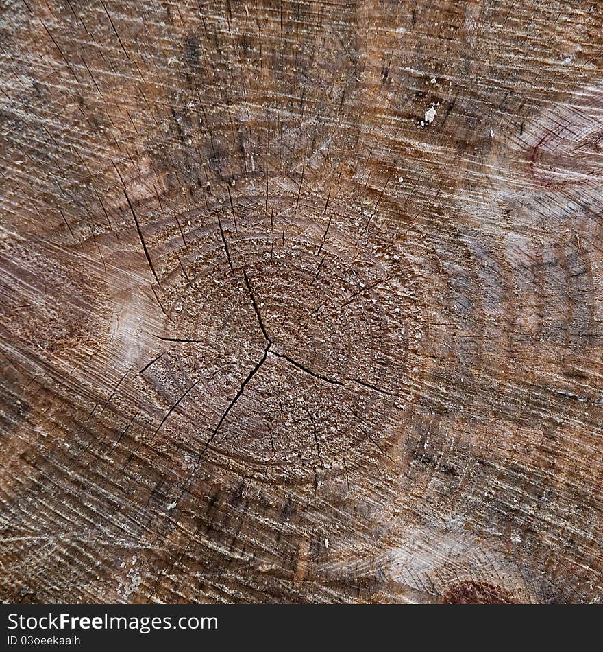 Tree trunk closeup