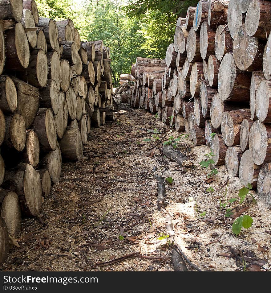 Stacks of the wooden logs