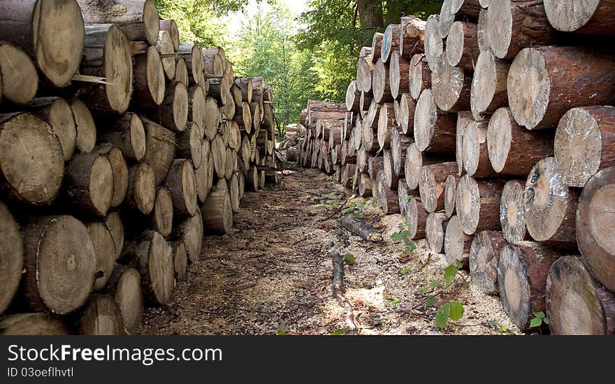 Piles of the wooden logs. Piles of the wooden logs