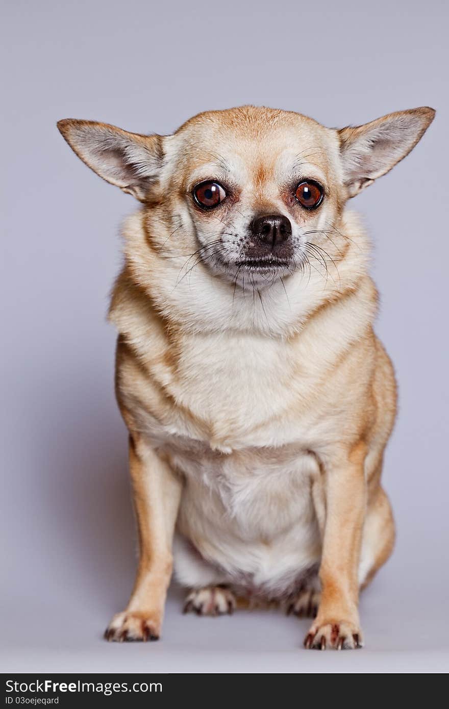 Chihuahua dog