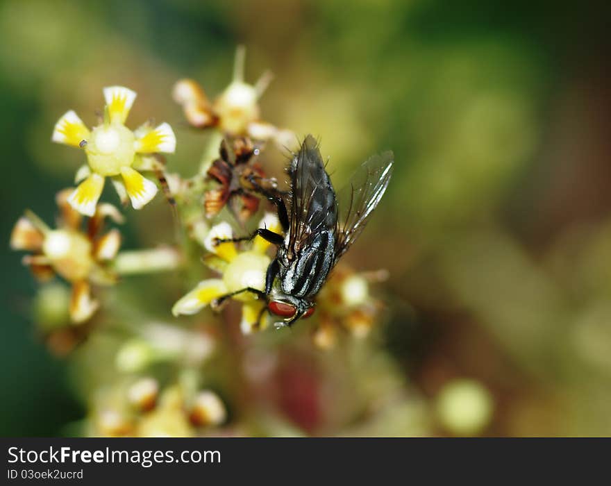 This is a robber fly which likes to rob. it is sucking mango flower nectar. it is a hairy body insect. a robber fly is an invertebrate as it has been described in Science. it is a non-stinging insect.