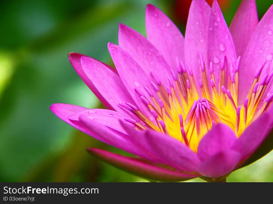 Blossom lotus flower in pond; focus on flower